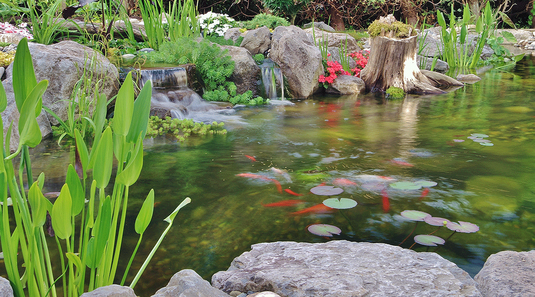 3 Reasons Why Your Water Garden Needs Plants