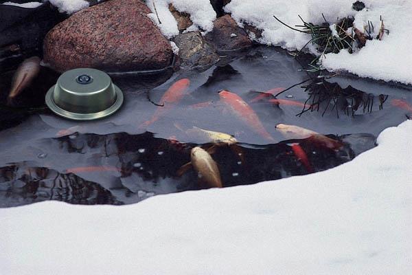Winterize Your Pond!