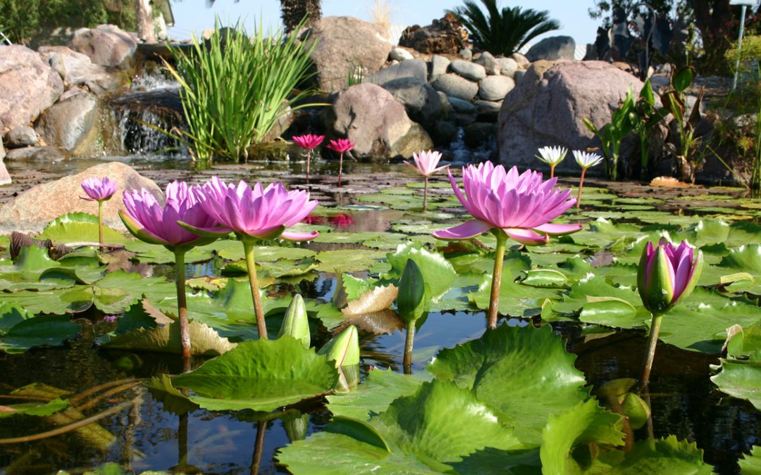 5 TIPS FOR PLANTING YOUR POND